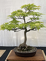 Japanese Maple
